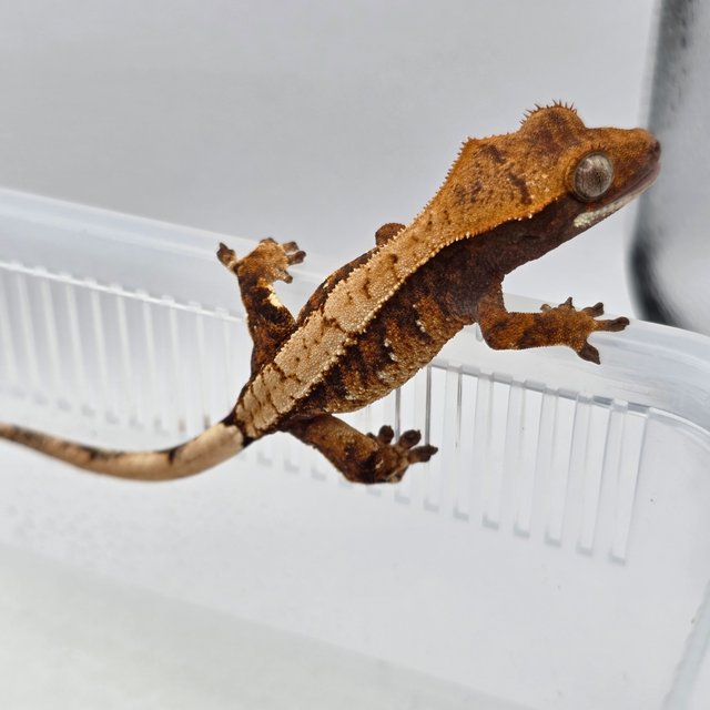 노멀 익스트림할리퀸 화이트포트홀