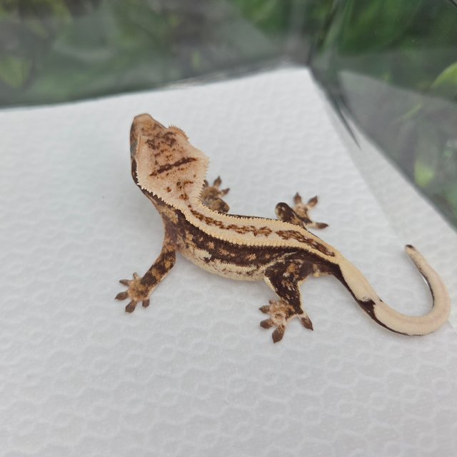 노멀 풀핀 트라이