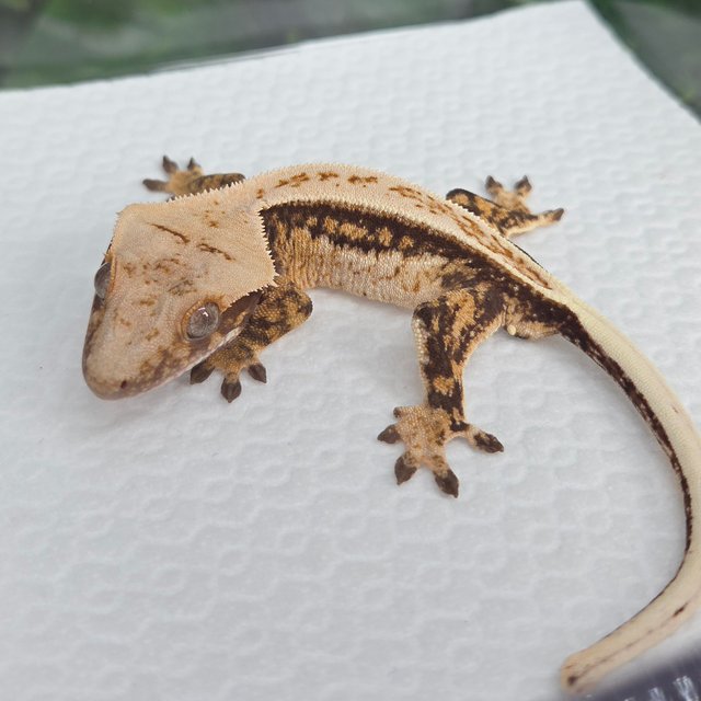 노멀 풀핀 트라이