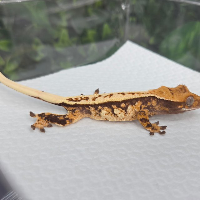 노멀 풀핀 트라이