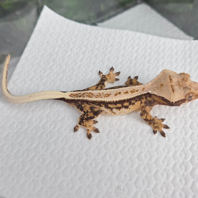 노멀 풀핀 트라이