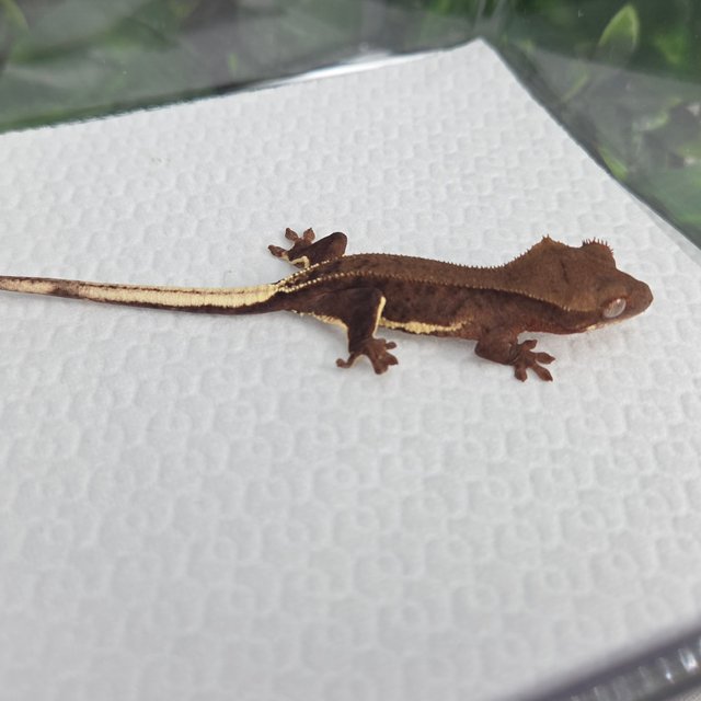 챠콜 팬텀 릴리화이트