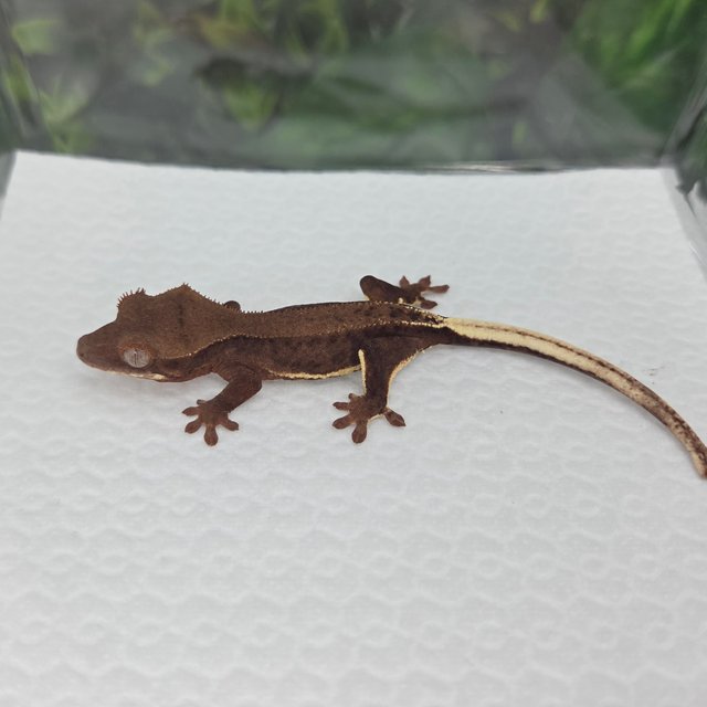 챠콜 팬텀 릴리화이트