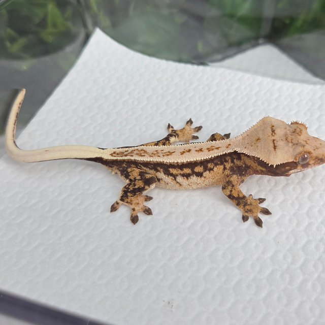 노멀 풀핀 트라이