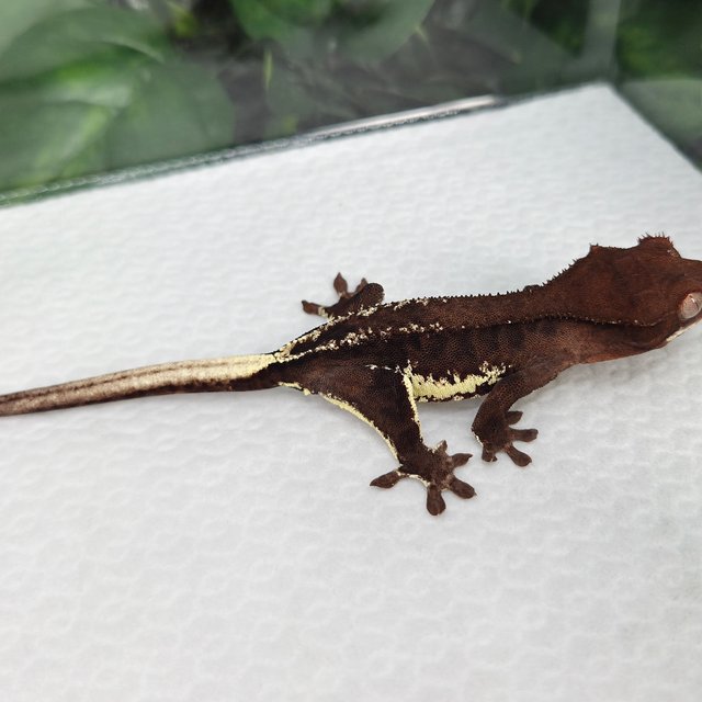 챠콜 팬텀 프라푸치노