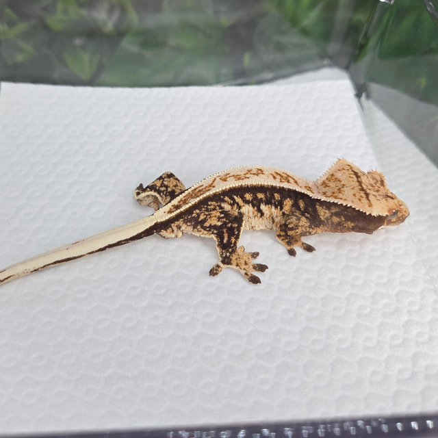 노멀 풀핀 트라이