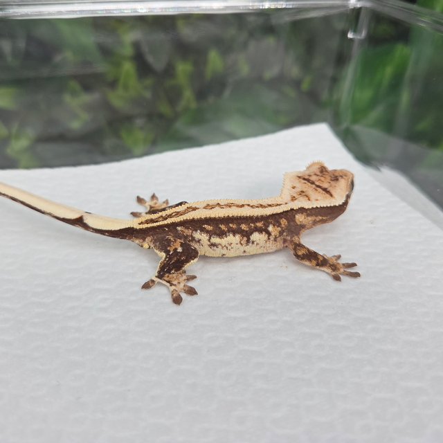 노멀 풀핀 트라이