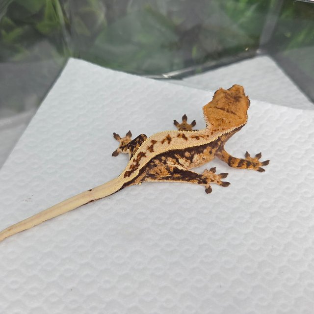 노멀 풀핀 트라이