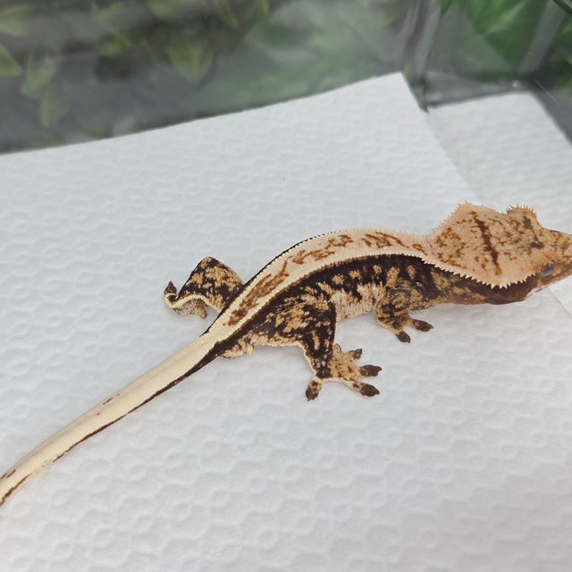 노멀 풀핀 트라이