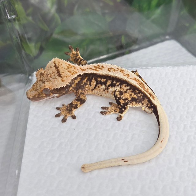 노멀 풀핀 트라이