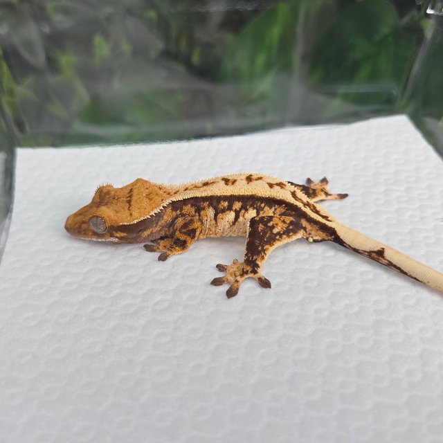 노멀 풀핀 트라이