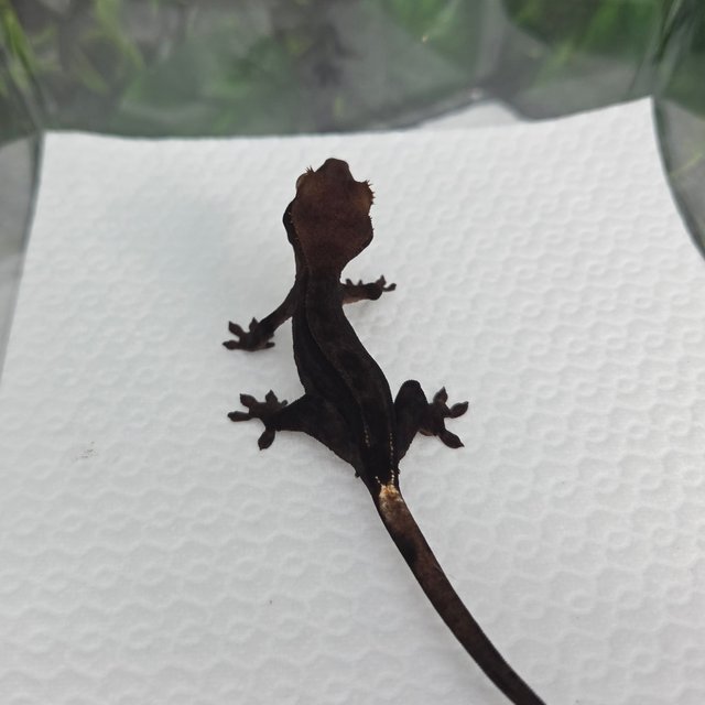 슈퍼스트라이프 챠콜