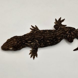 야테 멜라니스틱 GT