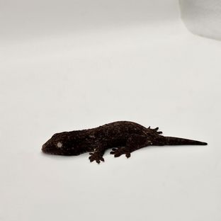 야테 멜라니스틱