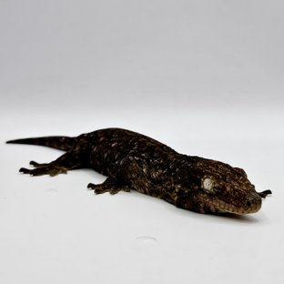 야테 멜라니스틱 GT