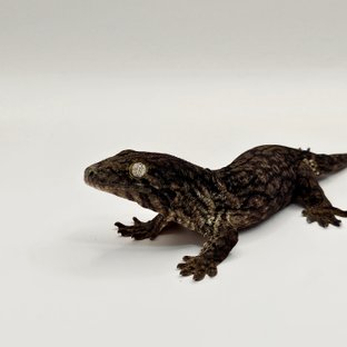 야테 멜라니스틱 GT