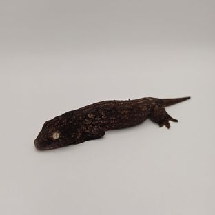 야테 멜라니스틱