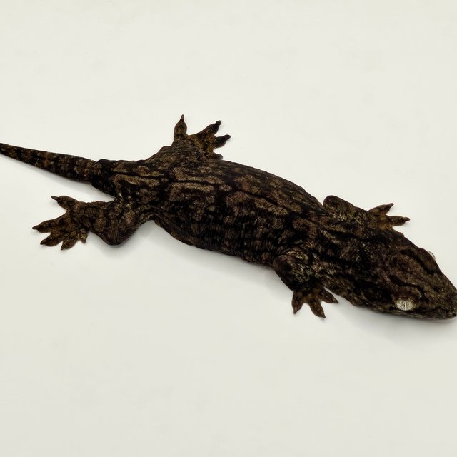 야테 멜라니스틱 GT