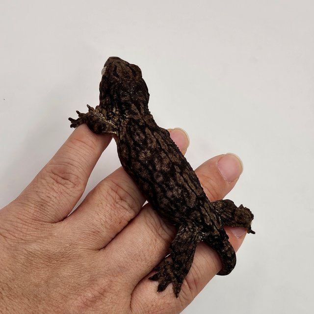 야테 멜라니스틱 GT