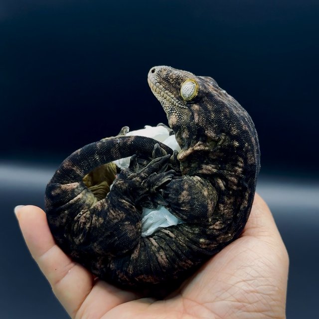 GT Type A 멜라니스틱