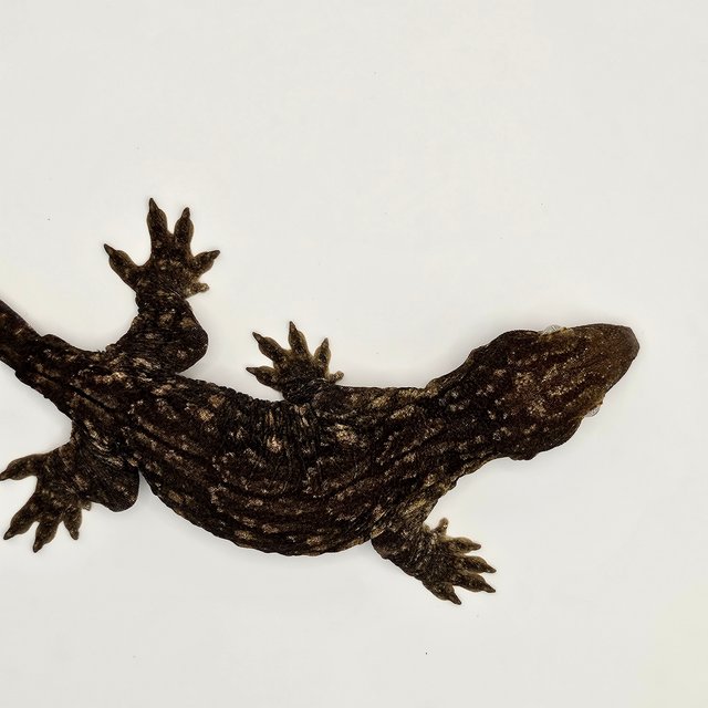 야테 멜라니스틱 GT