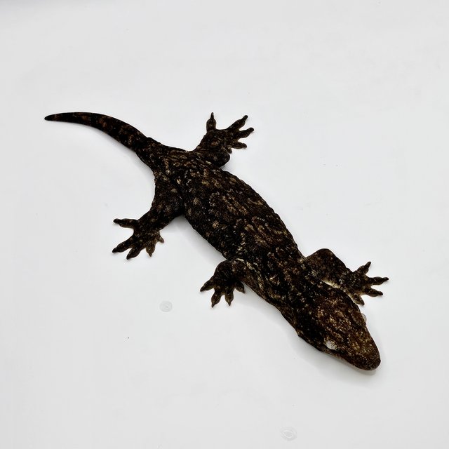 야테 멜라니스틱 GT