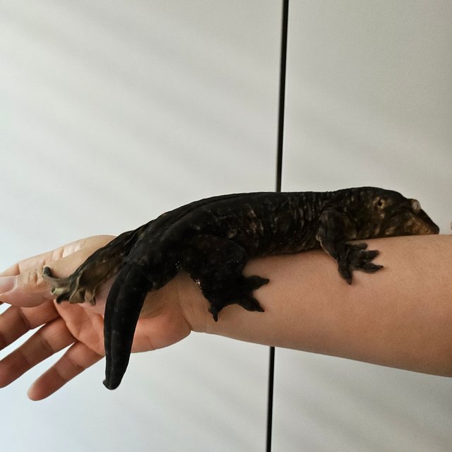 GT 야테 멜라니스틱