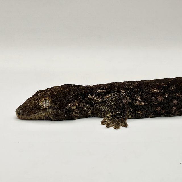 야테 멜라니스틱 GT