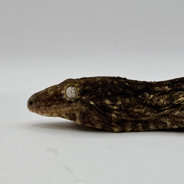 야테 멜라니스틱 GT