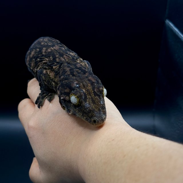 GT Type A 멜라니스틱