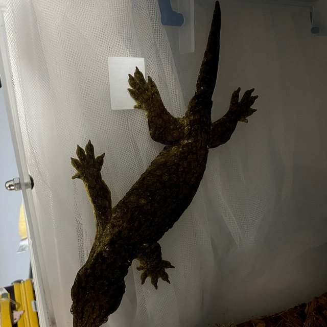 GT 야테 멜라니스틱