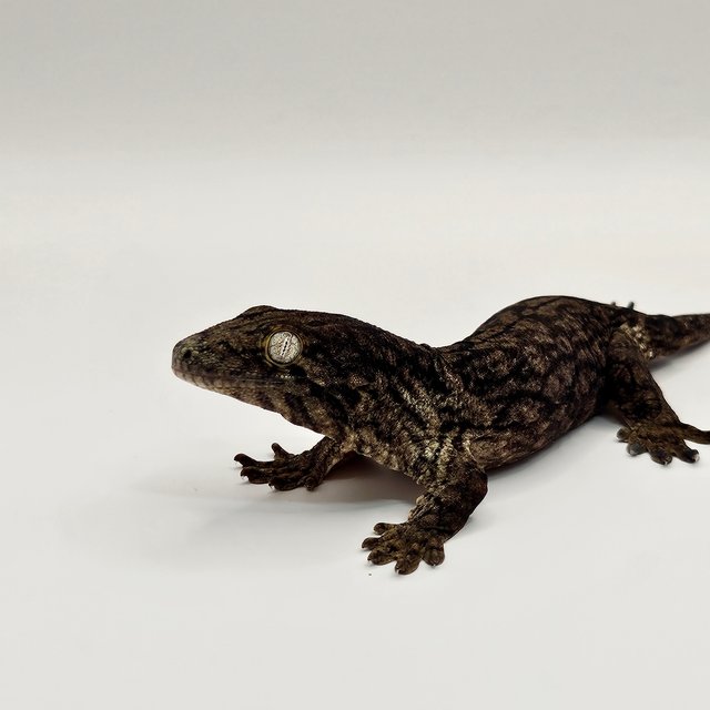 야테 멜라니스틱 GT