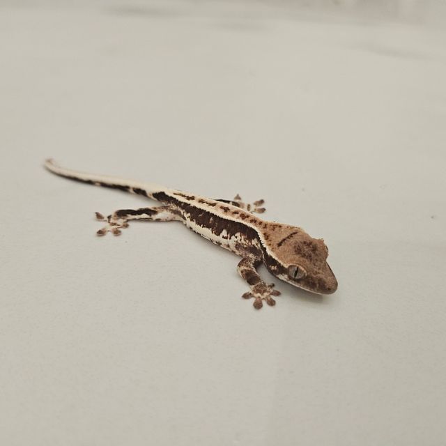 프라푸치노