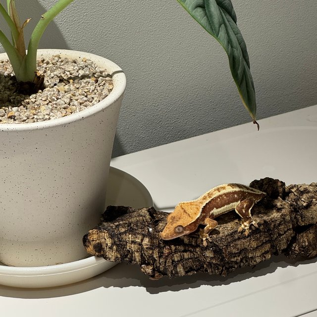 릴리화이트 레드