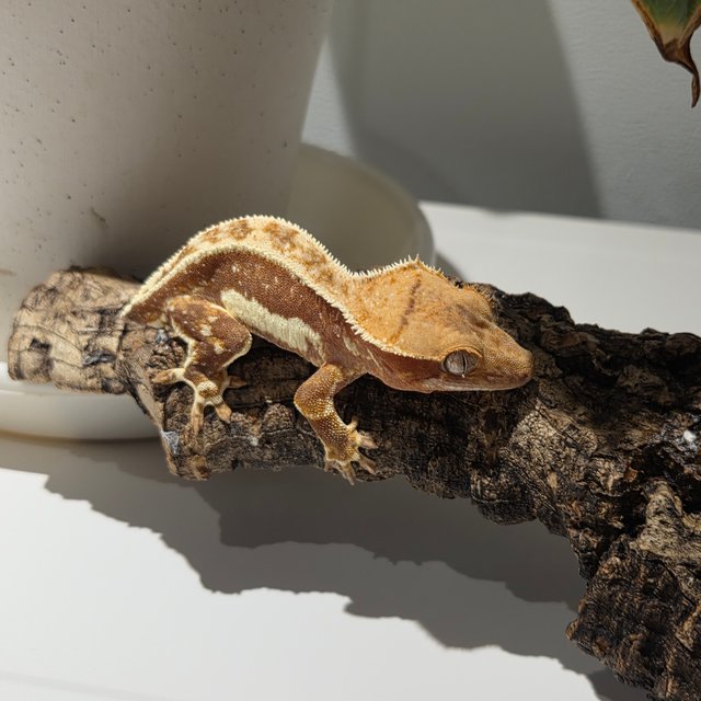 릴리화이트 레드