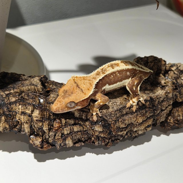 릴리화이트 레드