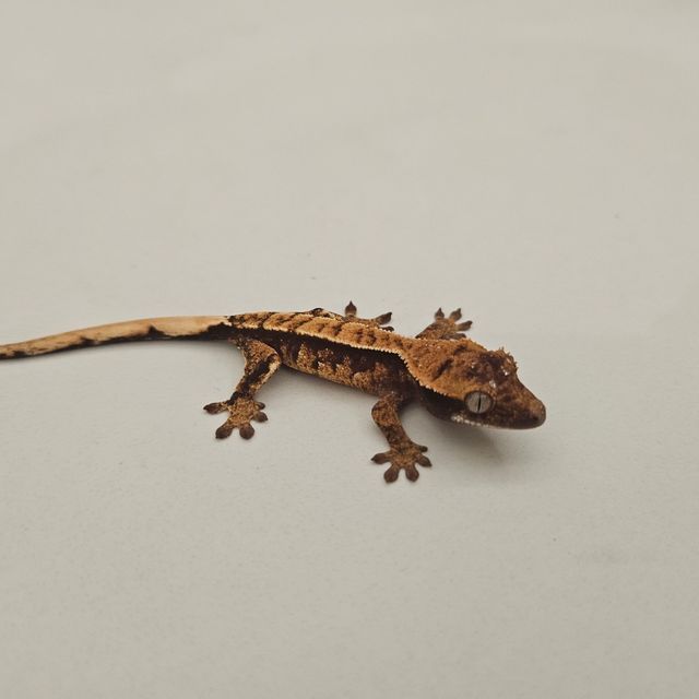 노멀