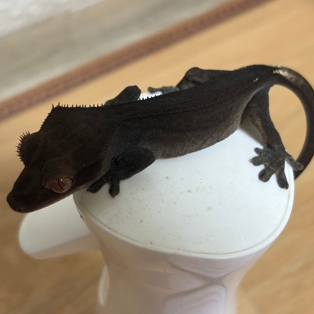 챠콜 카푸치노 팬텀