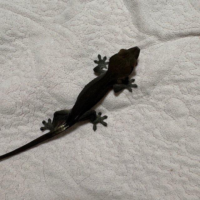 챠콜 카푸치노 팬텀