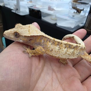 트라이 익스트림할리퀸