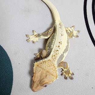 밀크