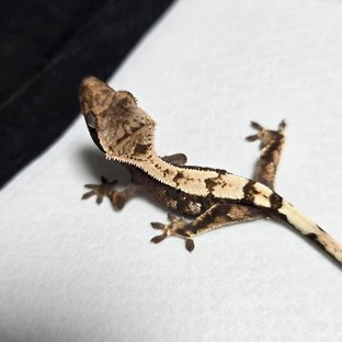 세이블 100%헷아잔틱