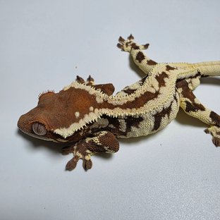 동배