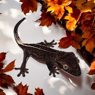 엠티백 카푸치노 다크