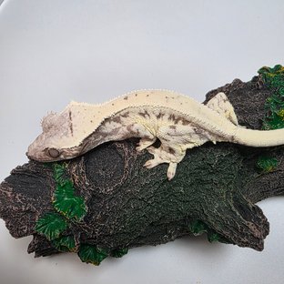프라푸치노
