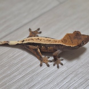 세이블