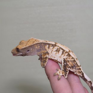 익스트림할리퀸 트라이 드리피 화이트스팟 텐저린 화이트포트홀