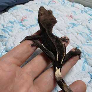 엠티백 카푸치노 다크