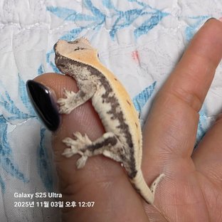 릴리 세이블 100%헷아잔틱