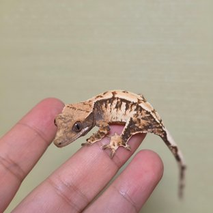 익스트림할리퀸 트라이 드리피 화이트스팟